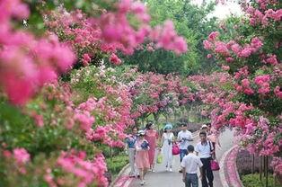 瑟瑟网红紫薇,网红紫薇的璀璨人生