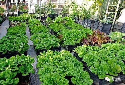 种菜微头条,揭秘绿色田园生活，体验自给自足的农耕乐趣