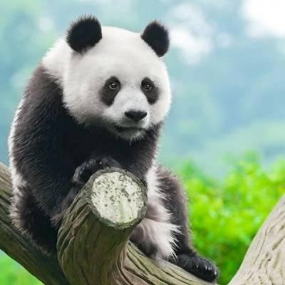 熊猫吃瓜卡通头像,萌态可掬的卡通形象诠释欢乐时光