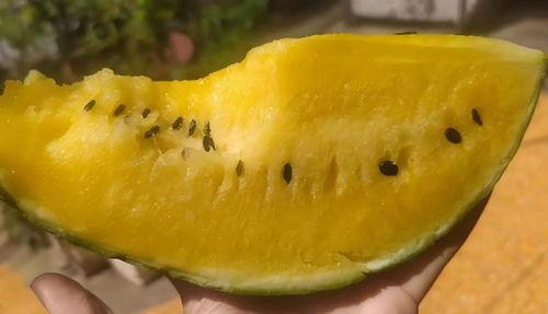 什么瓜可以吃瓤,揭秘哪些瓜果的瓤也能美味食用