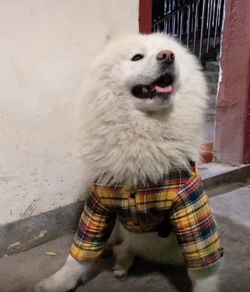 头条出名的狗狗是谁,从街头巷尾到网络红星的传奇之路