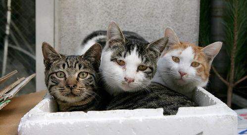 镇江头条流浪猫收养中心,爱心汇聚，流浪猫收养中心温暖守护毛孩子们”