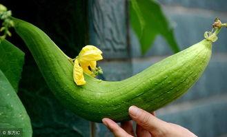 胖九吃的什么瓜,揭秘她钟爱的美味瓜果之谜