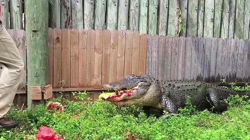 鳄鱼吃瓜搞笑视频下载