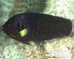 鱼闪电哪个明星,揭秘明星背后的神秘力量