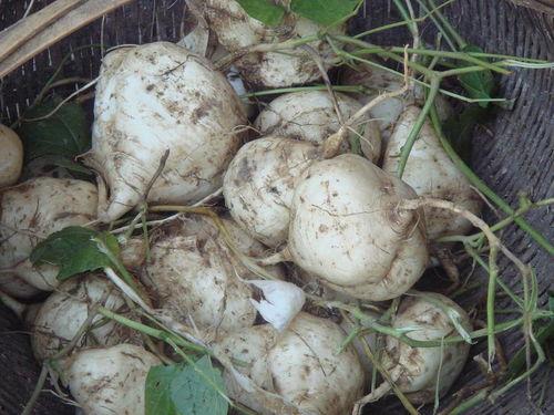 土瓜该怎么吃,解锁健康美味新体验