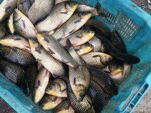 鱼爆料的视频大全,揭秘网络热点背后的真相