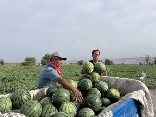 三孝吃瓜,瓜田里的孝道故事