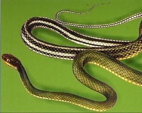 大花蛇最近爆料视频大全,揭秘幕后真相与精彩瞬间